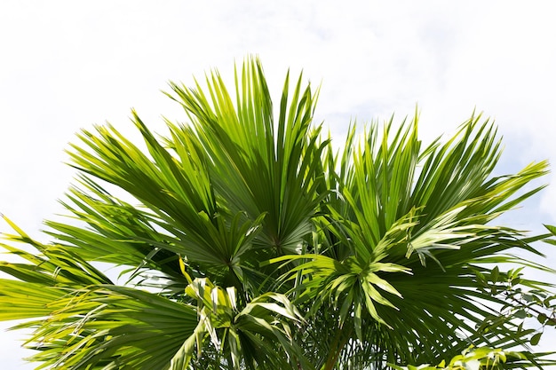 Palm tree with blue sky