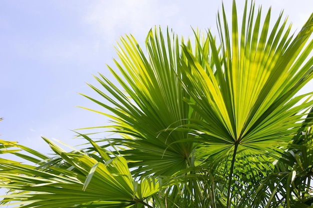 Palm tree with blue sky