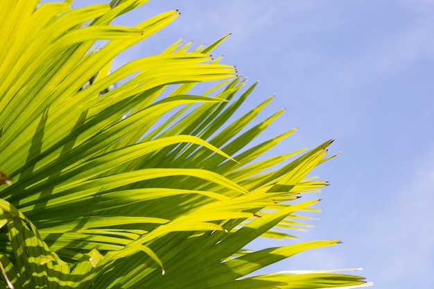 Palm tree with blue sky