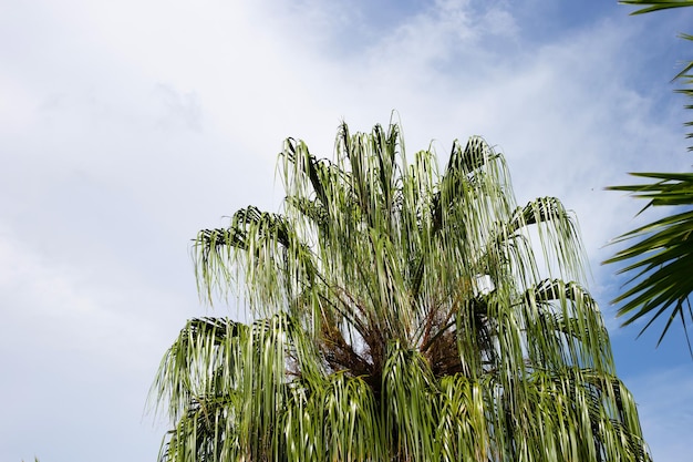 Palm tree with blue sky