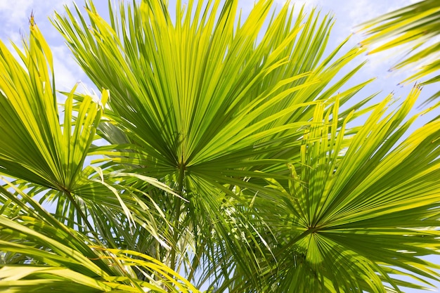 Palm tree with blue sky