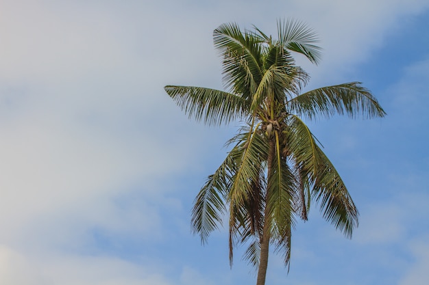 Palm tree with coconut