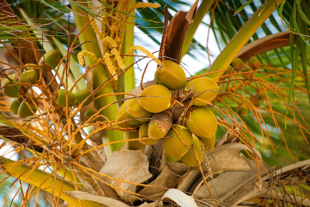 Palma con le noci di cocco contro il cielo blu