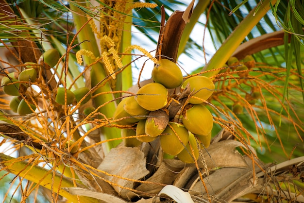 Palm tree with coconuts against the blue sky