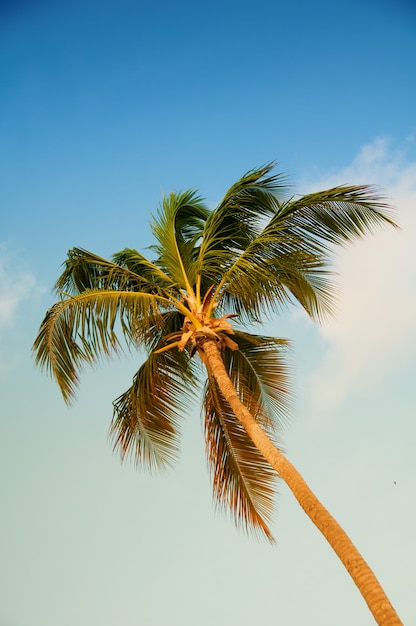 Palm tree with coconuts against the blue sky.