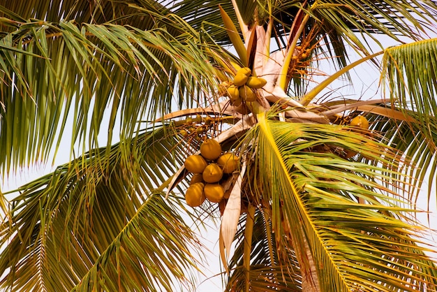 Пальма с кокосами против голубого неба.