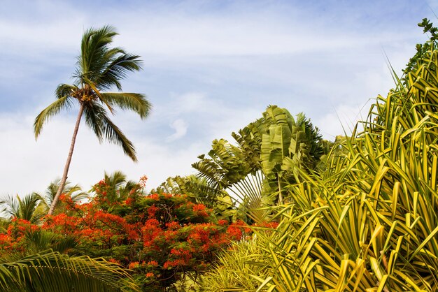 Palm tree with coconuts against the blue sky.