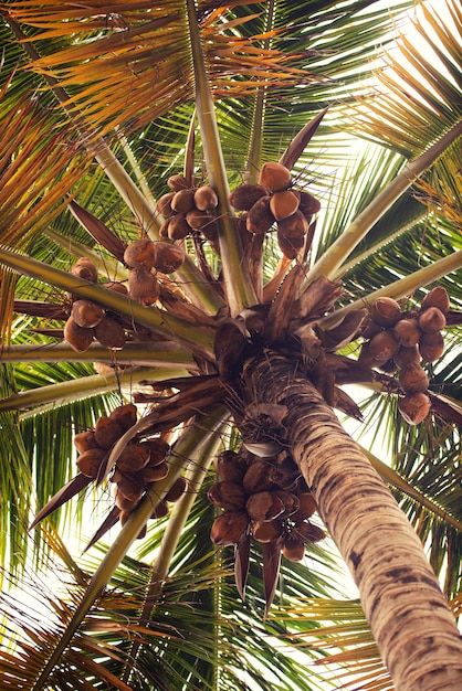 Palm tree with coconuts against the blue sky.