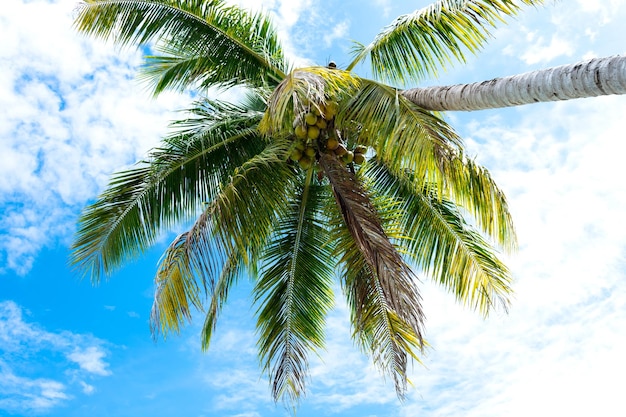 A palm tree with coconuts on it