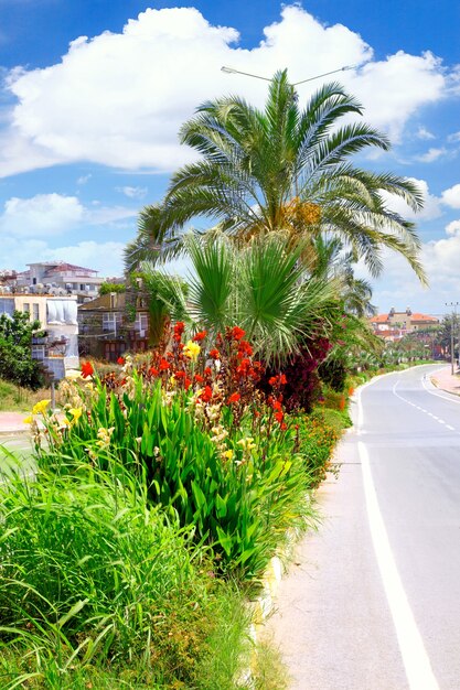 A palm tree with flowers in tropical country.