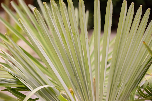 Palma con rami verdi al sole palme sulla costa tropicale da vicino