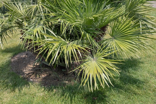 Palm tree with green branches in sunshine Palm trees at tropical coast