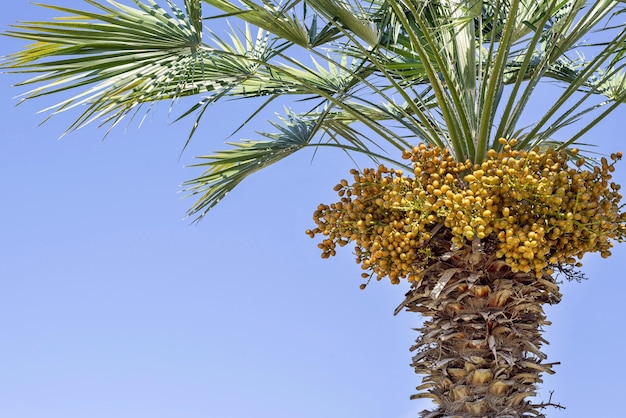 Palm tree with green branches and there are a lot of yellow fruits against the blue sky