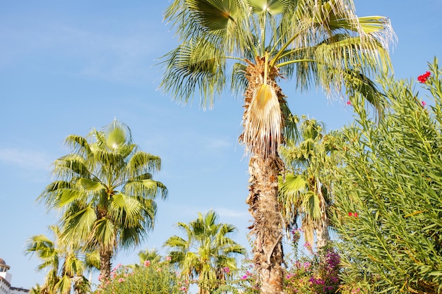 Palm tree with green leaves and growing dates on them Beautiful palms with dates on blue sky