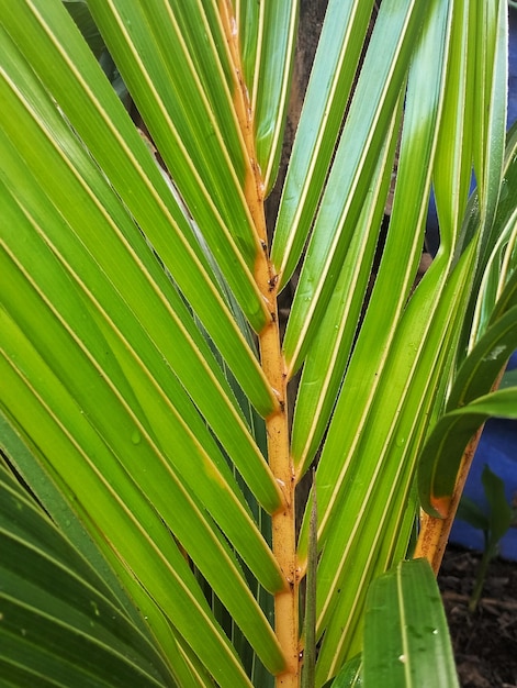 緑の葉が茂り、葉が見えるヤシの木。