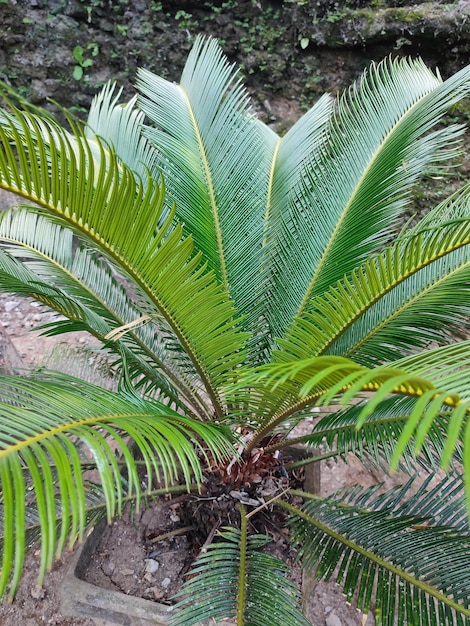 A palm tree with green leaves and yellow leaves.