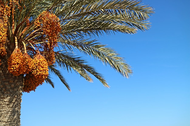 Palm tree with many bunches of yellow fruits in the sunlight of Paracus, Peru