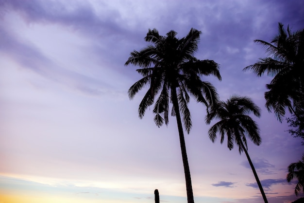 Palm tree with purple sky.