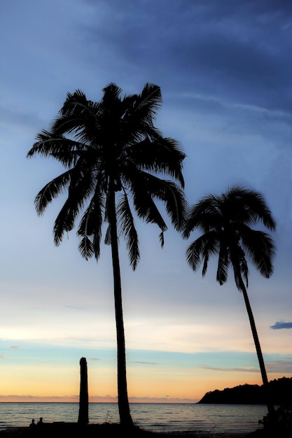 Palm tree with silhouette in summer