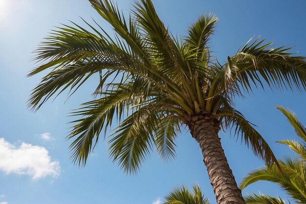 Palm tree with sky background ar c v