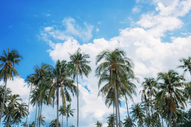 Palm tree with sky at daytime.