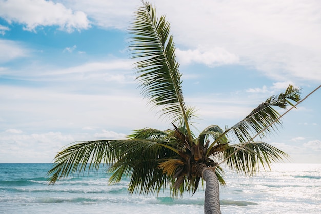 Palm tree with the sky.