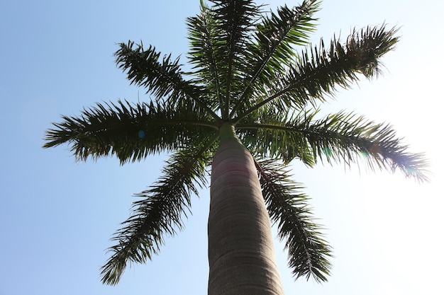 A palm tree with the sun shining on it