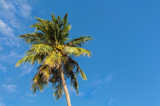 A palm tree with sunlight on blue sky.