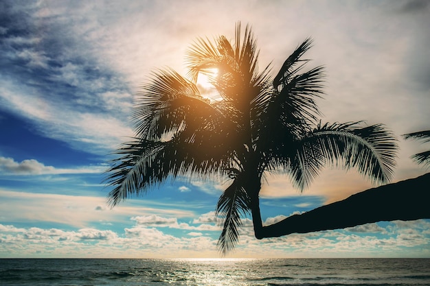 Photo palm tree with sunset