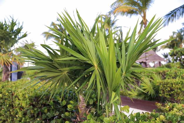 A palm tree with a white roof and a brown roof in the background.