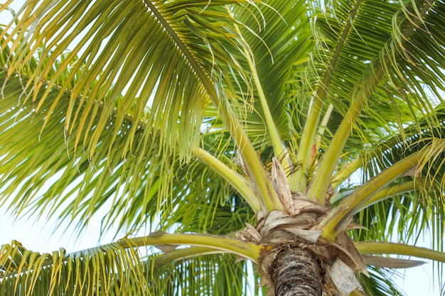 A palm tree with the word coconut on it