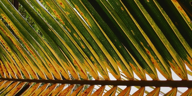 A palm tree with yellow spots on it