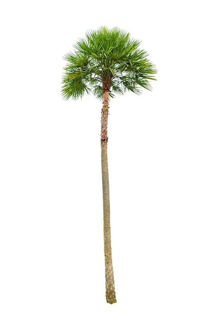 Palm tree wood gardening white background Isolates