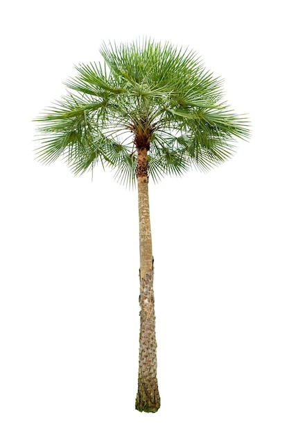 Palm tree wood gardening white background Isolates