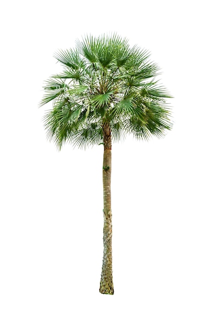 Palm tree wood gardening white background Isolates