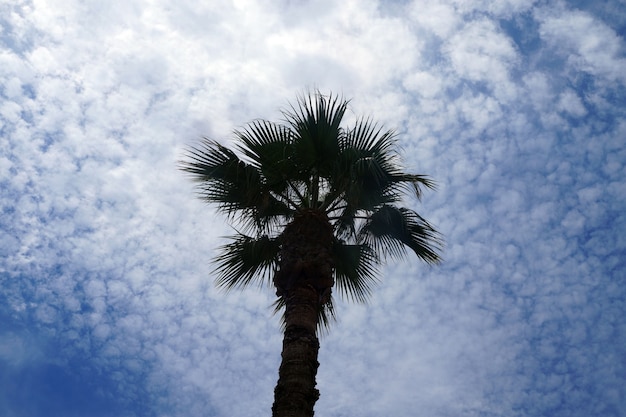 Photo palm tree