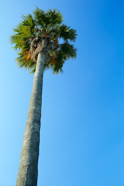 Palm tree