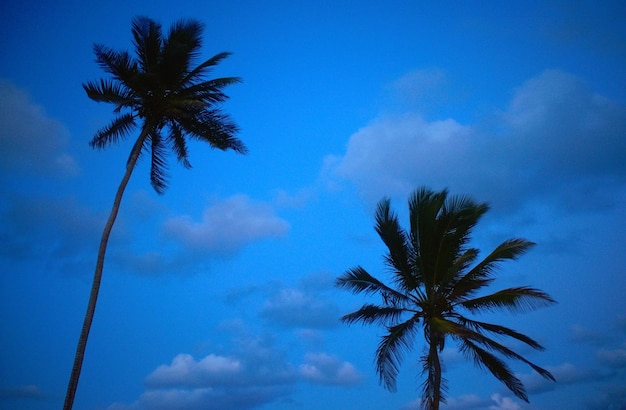 palm trees against the backdrop of the sunset