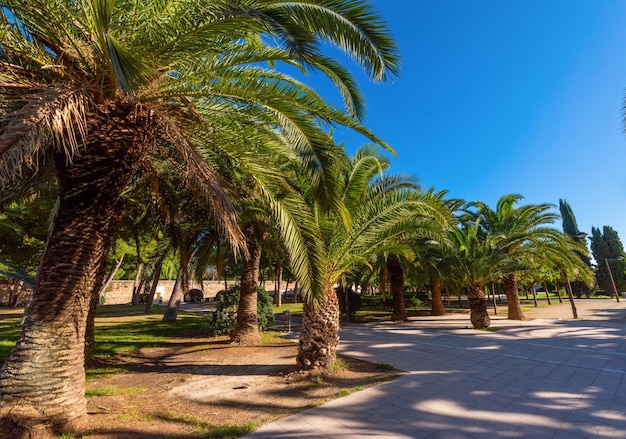 Palm trees against the blue sky in the city park of the city of Valencia Spain