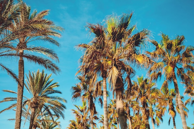 Palm trees against the blue sky Palm plantation Natural landscape Ein Gedi Israel