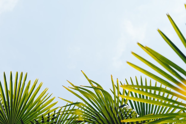 Фото Пальмы против голубого неба, пальмы на тропическом побережье, винтажные тонированные и стилизованные, кокосовая пальма, летнее дерево, ретро