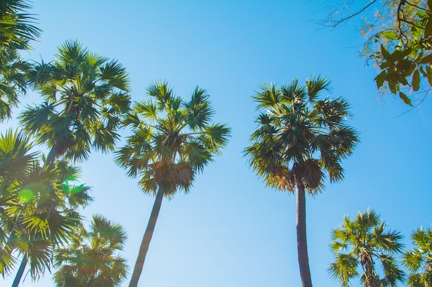 Foto palme contro il cielo blu, palme al litorale tropicale della spiaggia