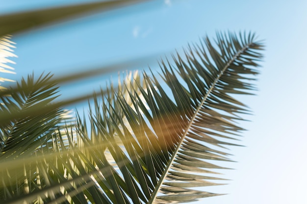 Foto palme contro il cielo blu, palme sulla costa tropicale, albero di cocco. concetto di riposo estivo