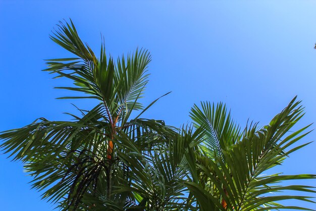 Palm trees against the blue sky at Peradeniya Bptanical Garden Sri Lanka Background image with copy space for text