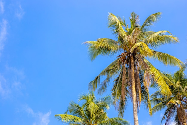 Palm trees against blue sky, summer background of tropical island