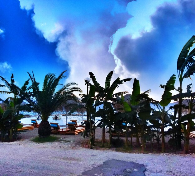 Palm trees against blue sky