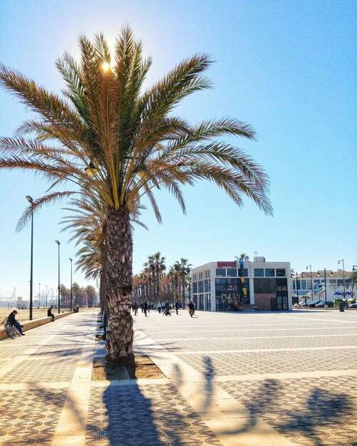 Foto palme contro il cielo blu