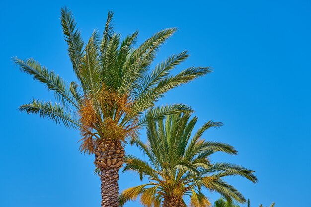 Palm trees against a blue sky.