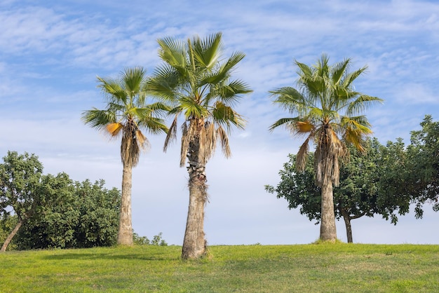 Palm trees against the blue sky