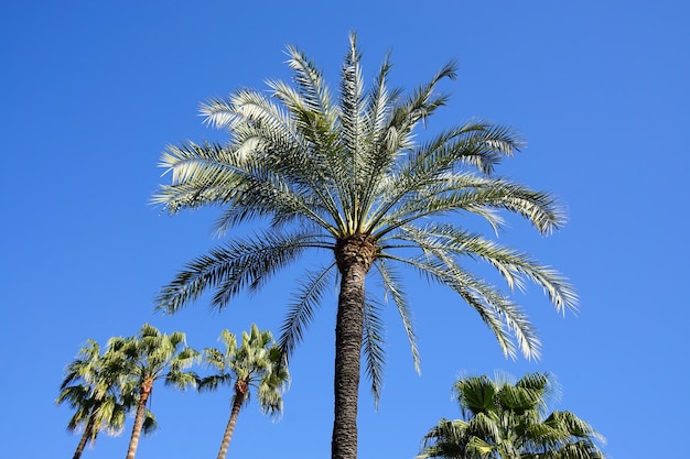 Palm trees against blue sky